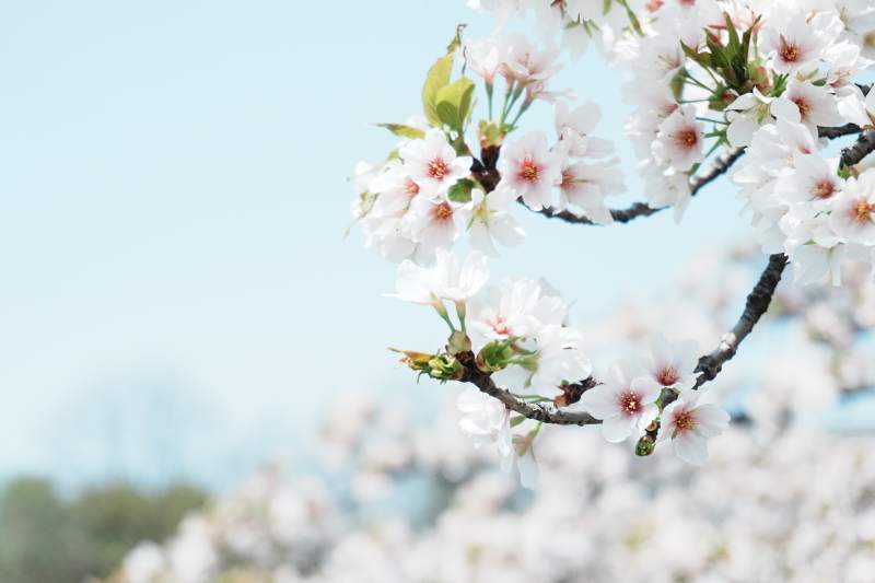 樱花绽放枝头图片