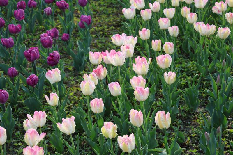 花海绽放 春意盎然图片