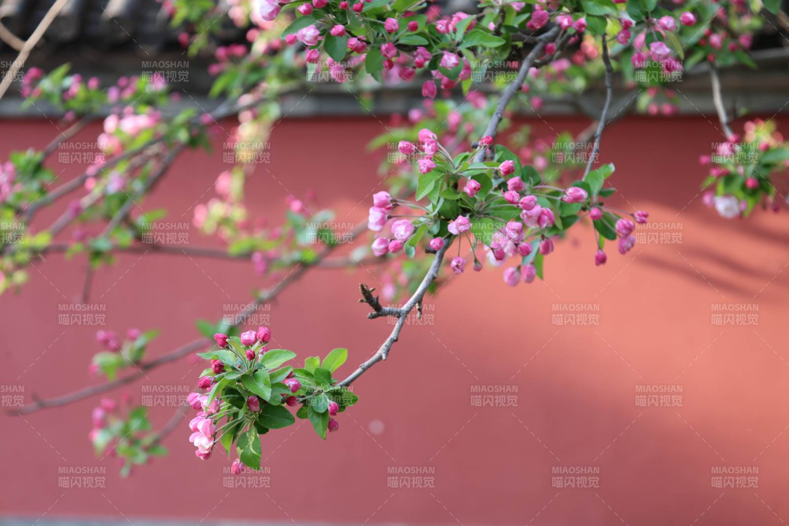 樱花绽放枝头图片