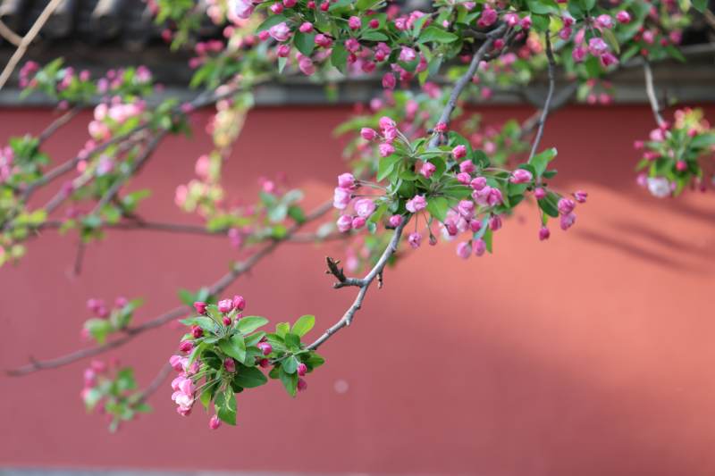 樱花绽放枝头图片