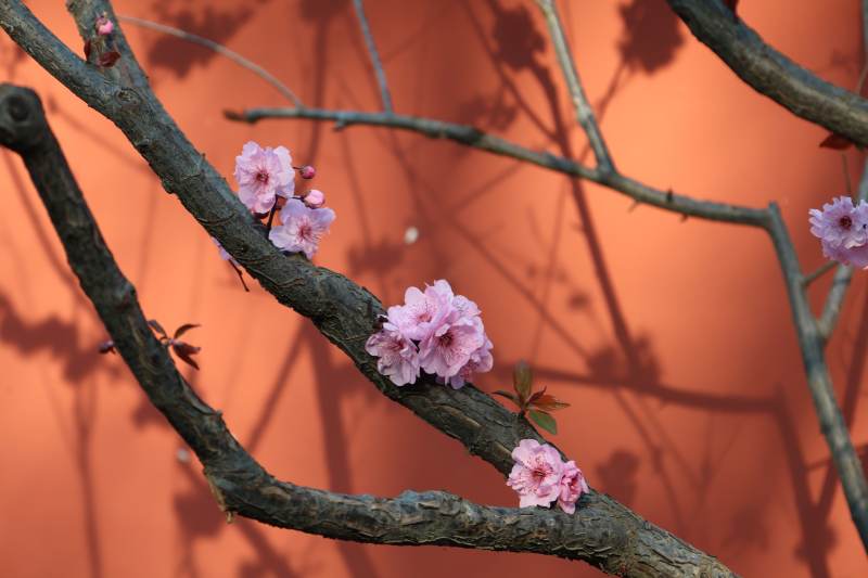 樱花绽放枝头图片