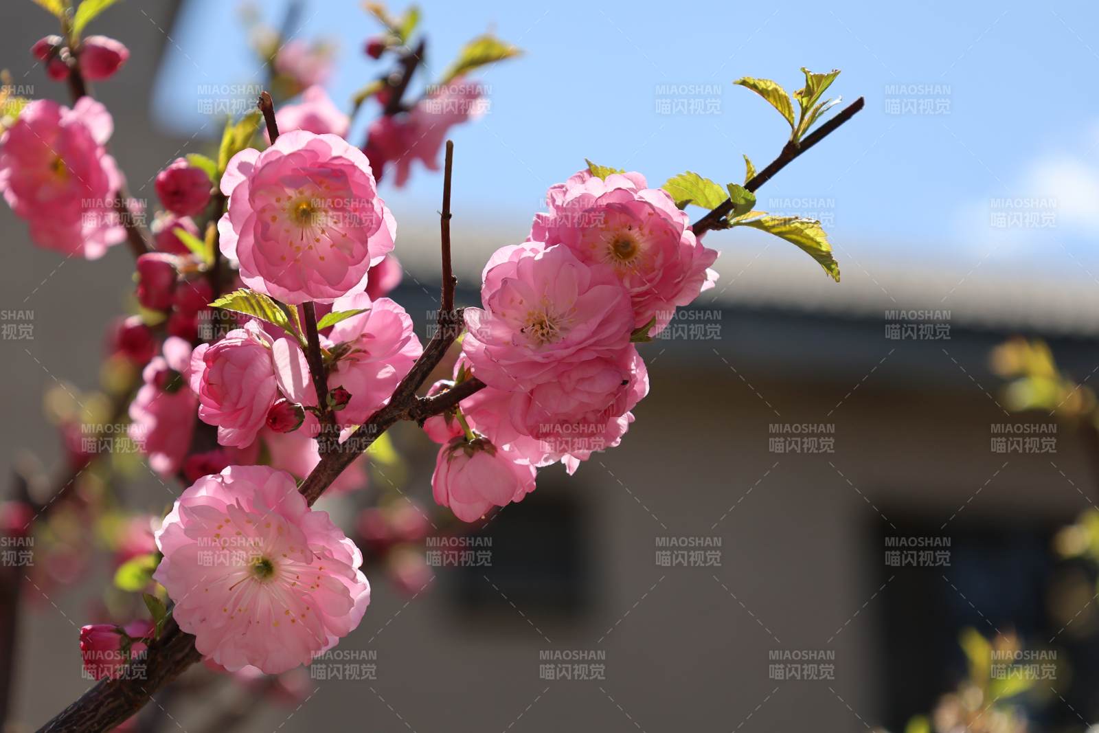 樱花绽放春日景图片