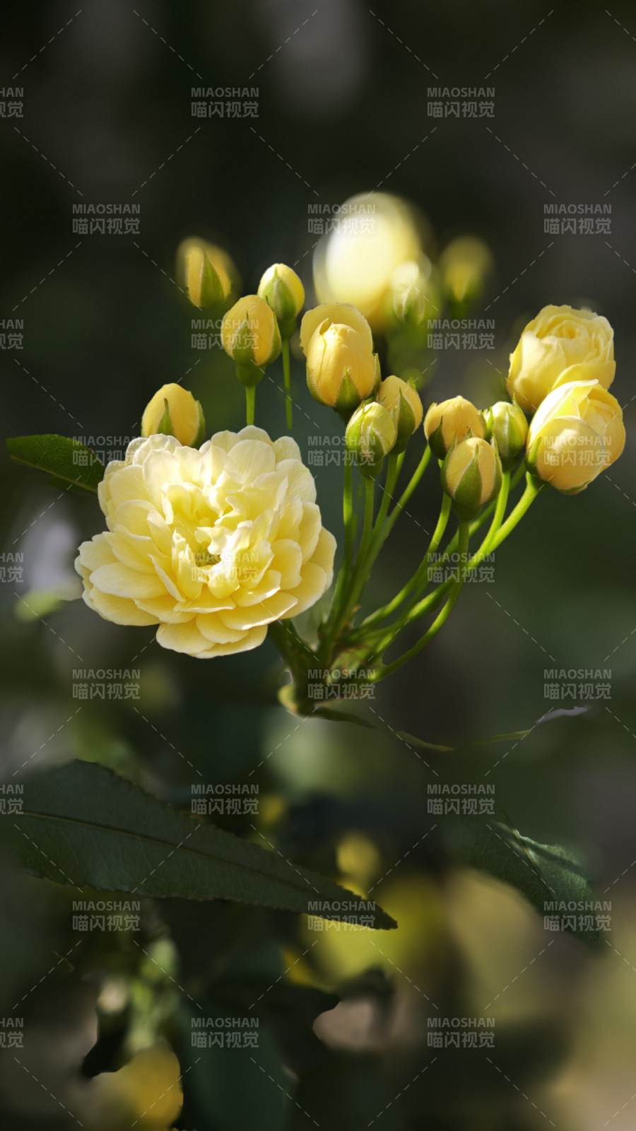 淡黄木香花绽放枝头图片