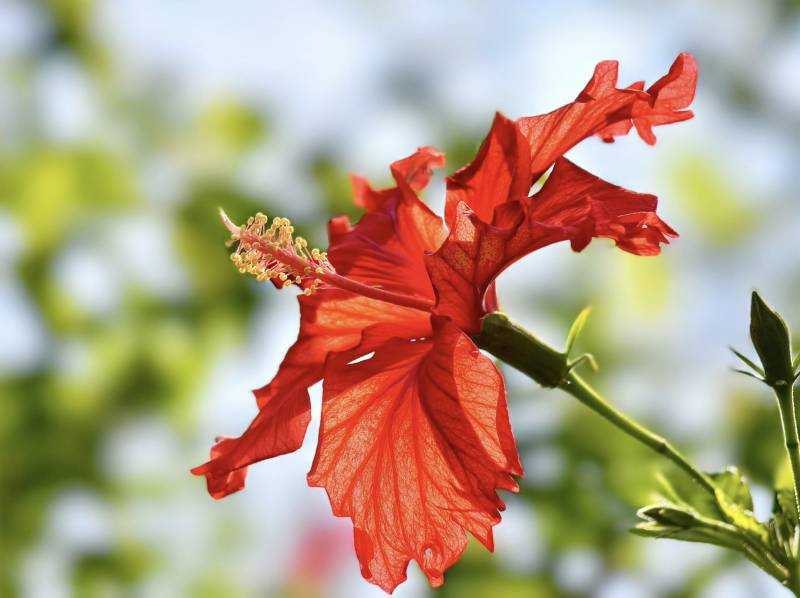 红花绽放枝头图片