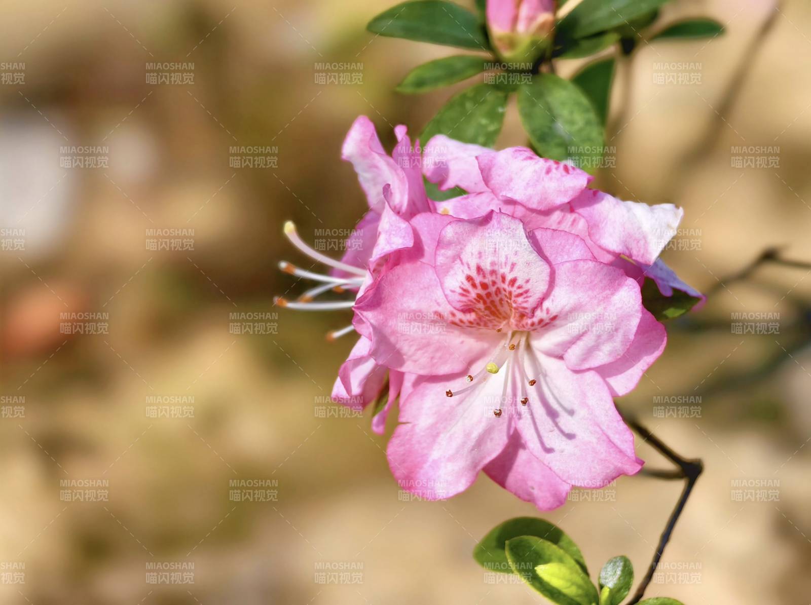 粉红杜鹃花绽放图片