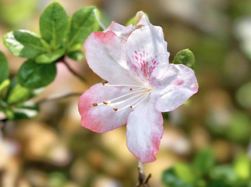 粉白杜鹃花绽放图片