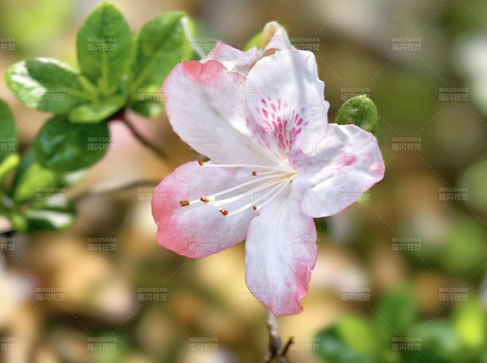 粉白杜鹃花绽放图片