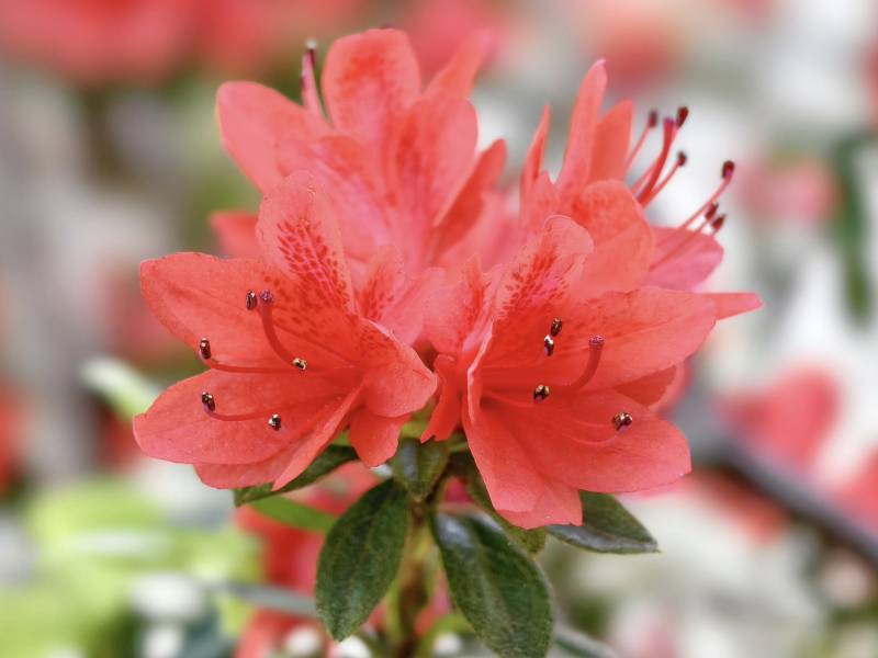 杜鹃花绽放图片