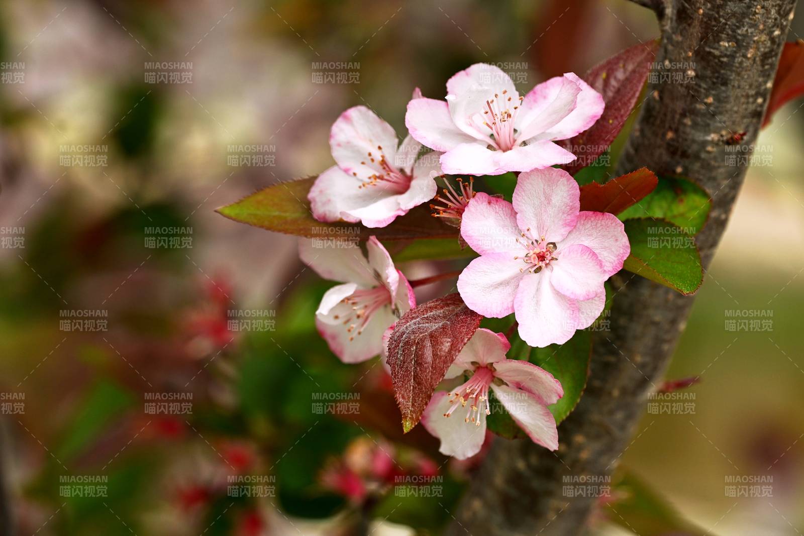 草莓果冻海棠花绽放图片
