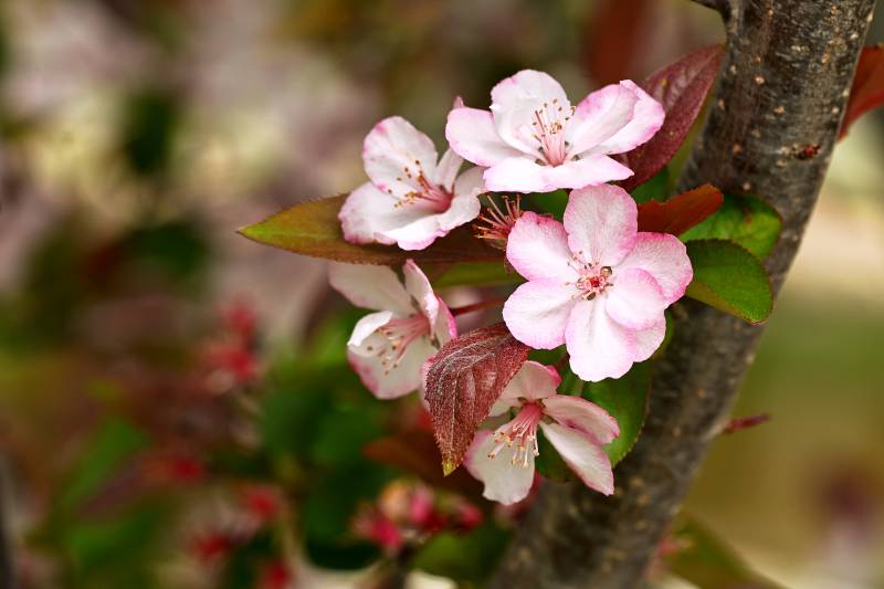 草莓果冻海棠花绽放图片