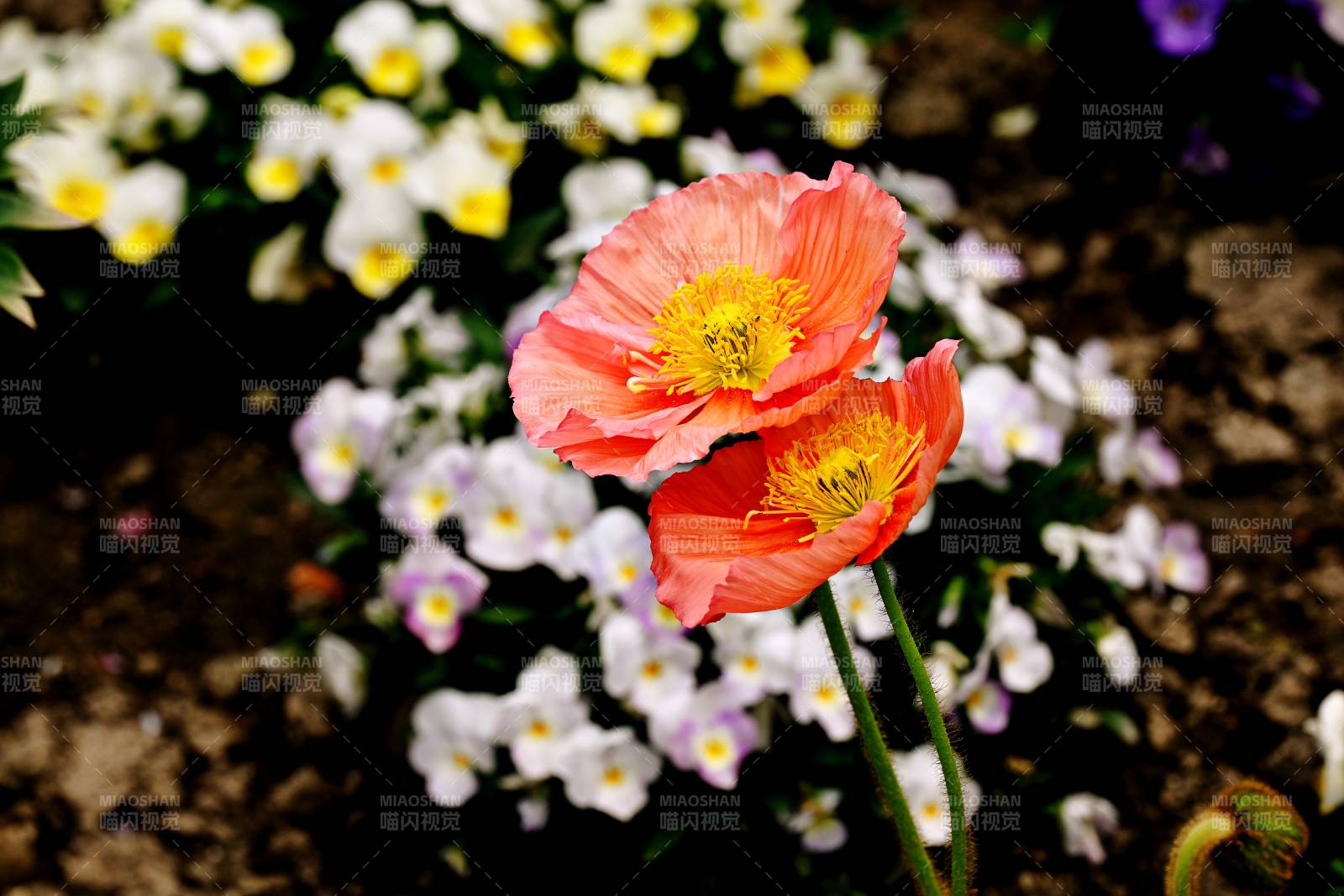 橙色虞美人花绽放图片