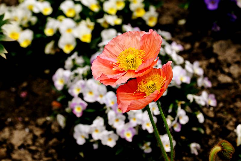 橙色虞美人花绽放图片