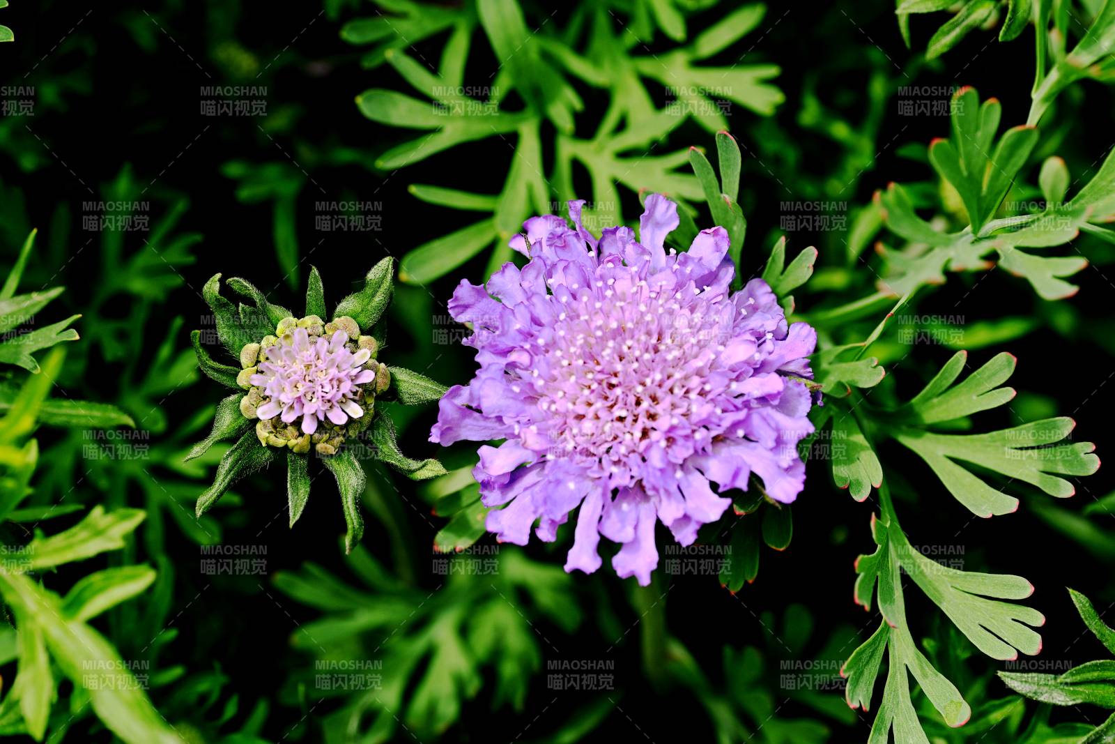 紫花绽放绿叶间图片