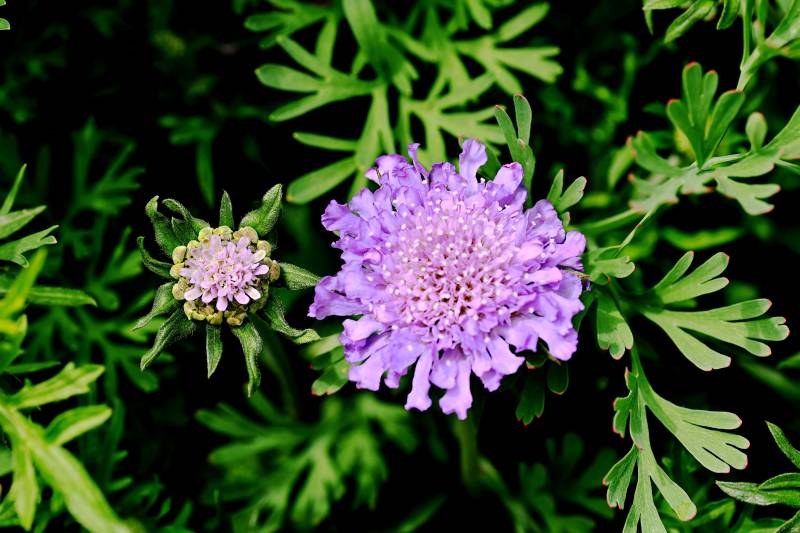 紫花绽放绿叶间图片