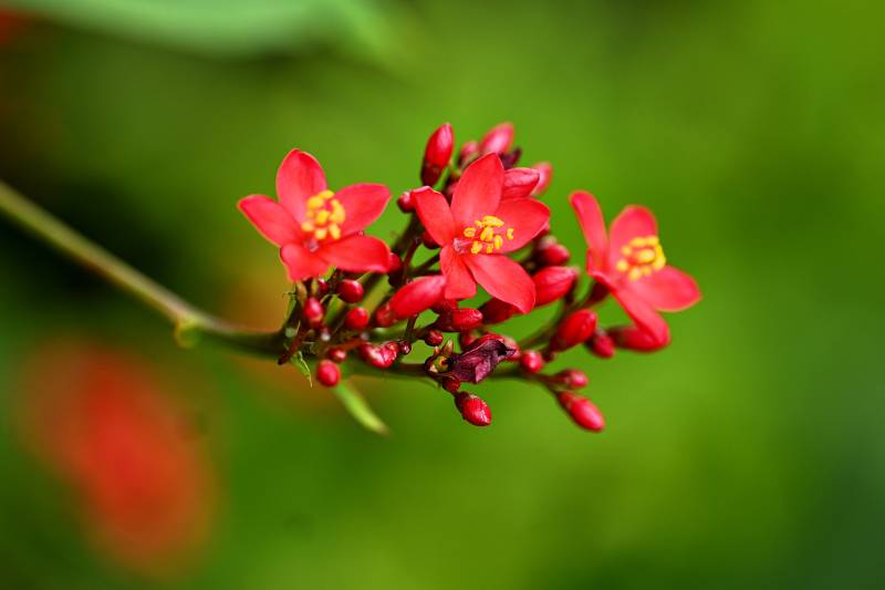 红花绽放绿意中图片