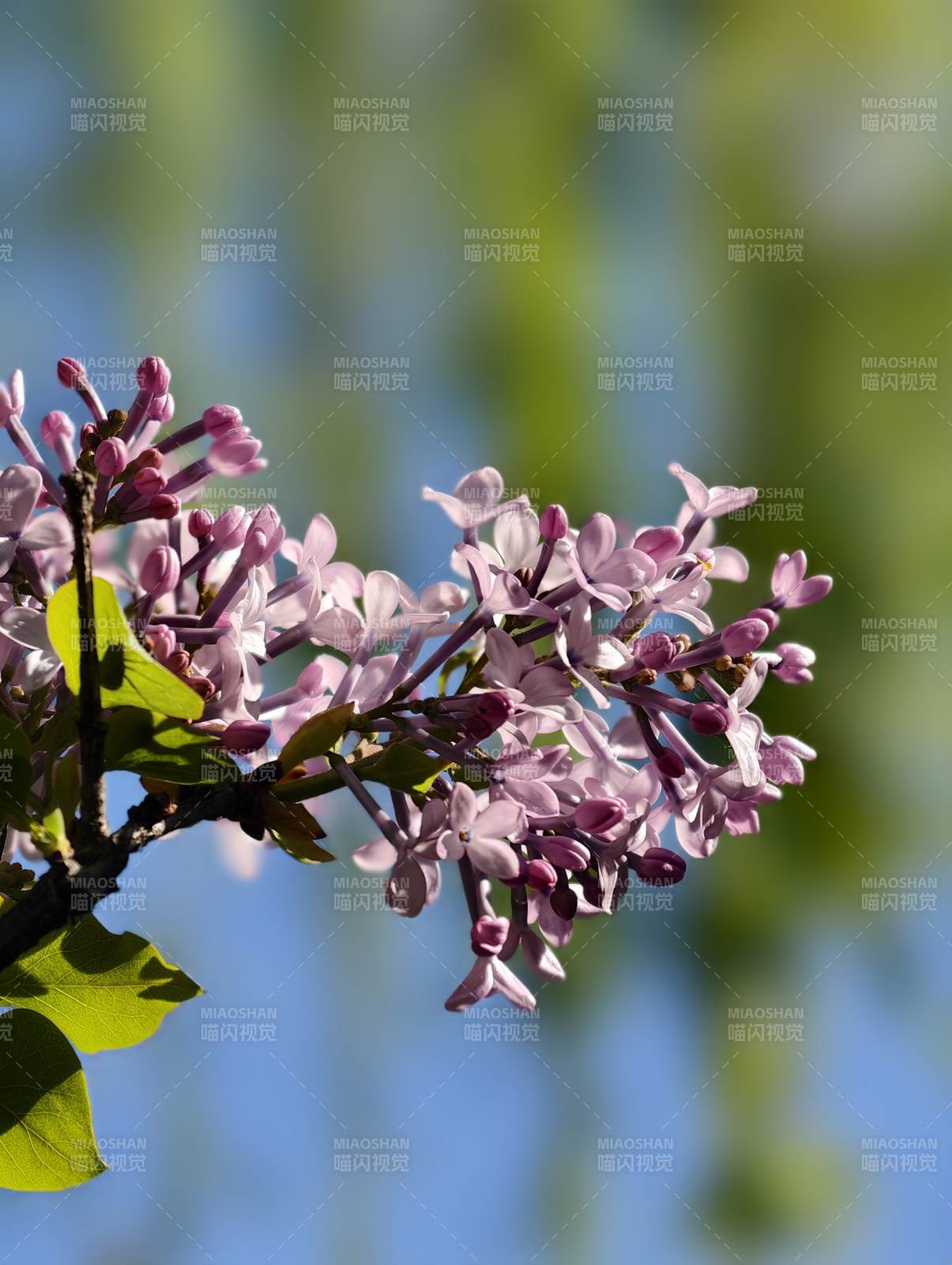 紫丁香绽放枝头图片