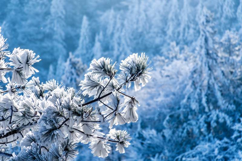 雪覆松枝 冬日静谧图片