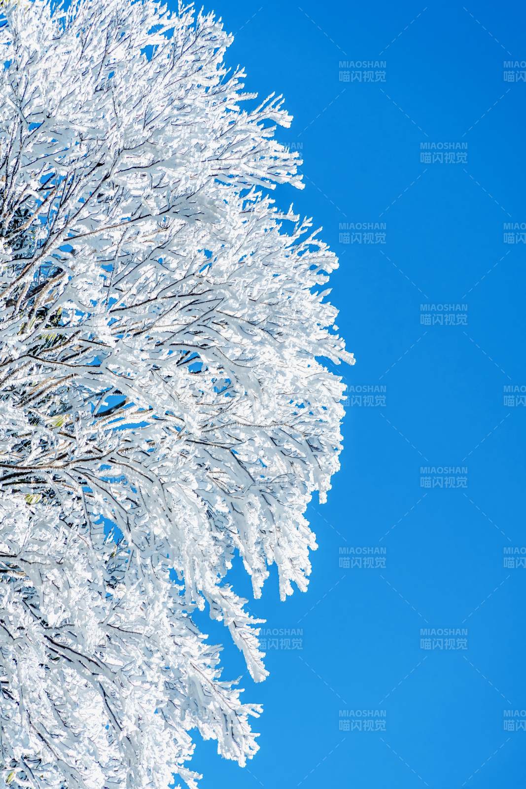 雪覆枝头映蓝天图片