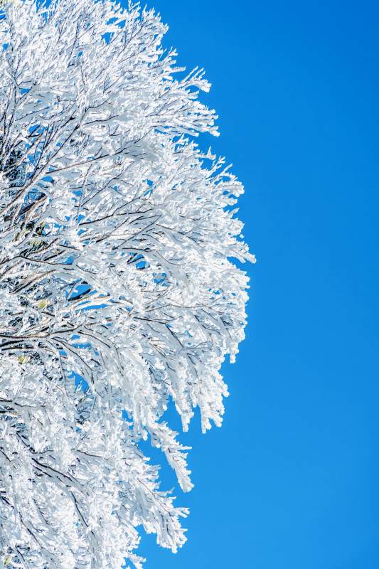 雪覆枝头映蓝天图片