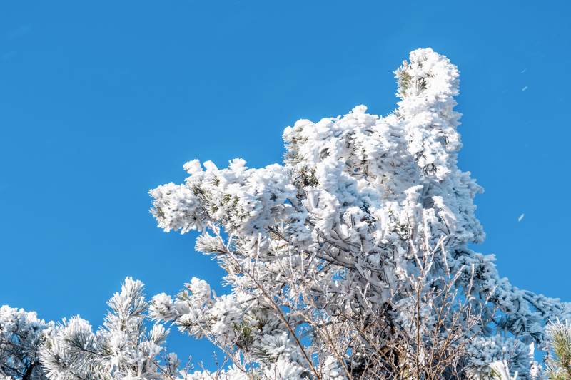 雪覆枝头映蓝天图片