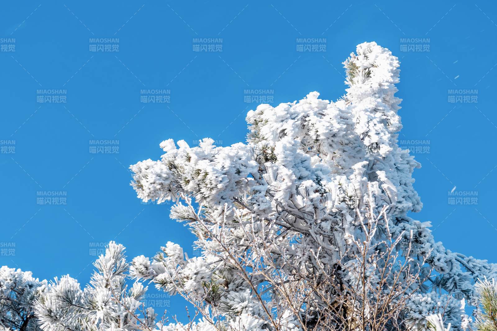 雪覆枝头映蓝天图片