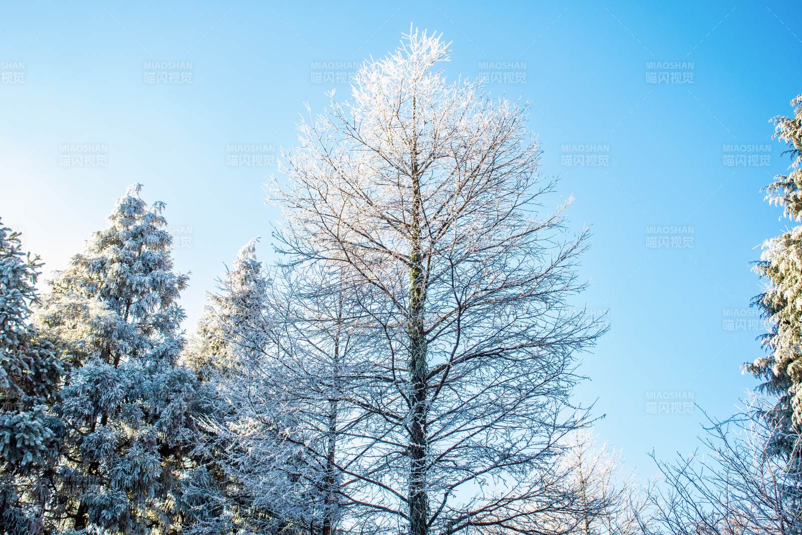 雪覆林梢映蓝天图片