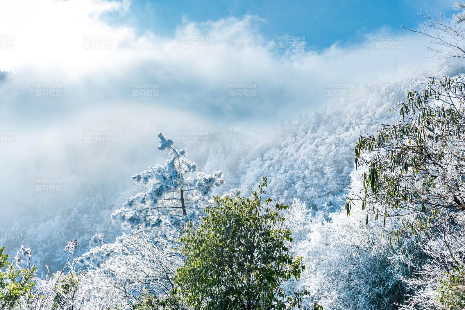 云海苍茫山林间图片