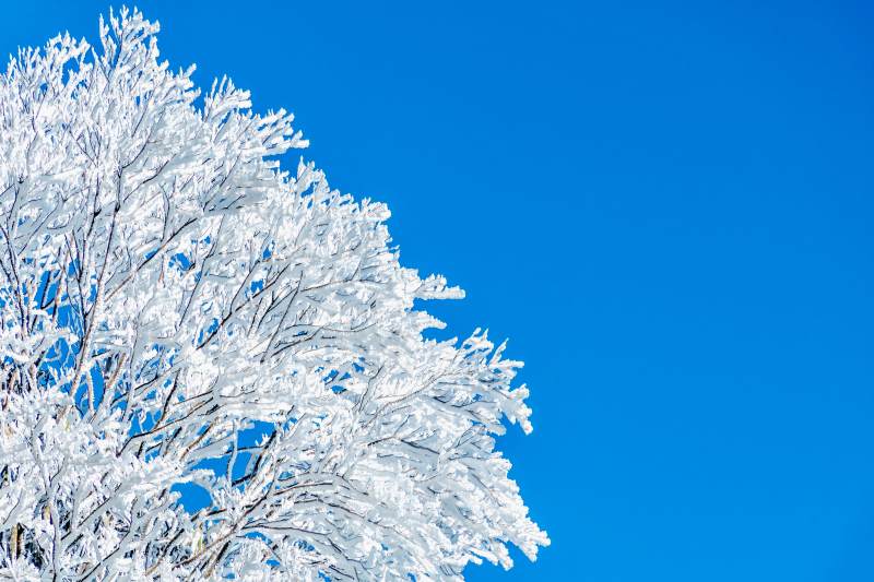 雪覆枝头映蓝天图片