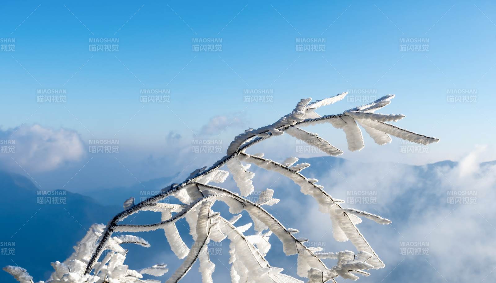 冰挂枝头云海间图片