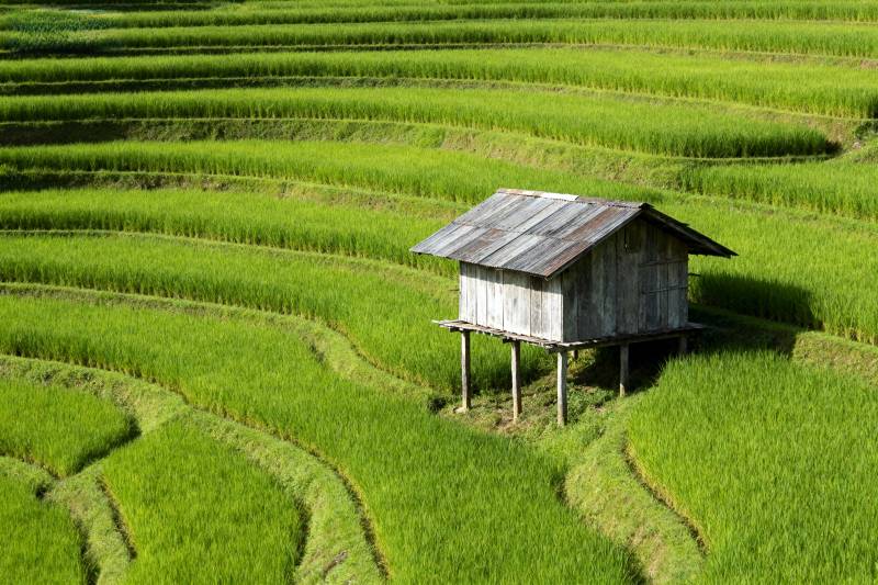 梯田中的小屋图片