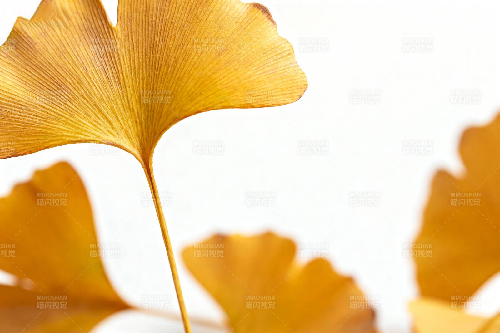 银杏叶秋色图片