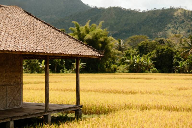 稻田边的凉亭图片