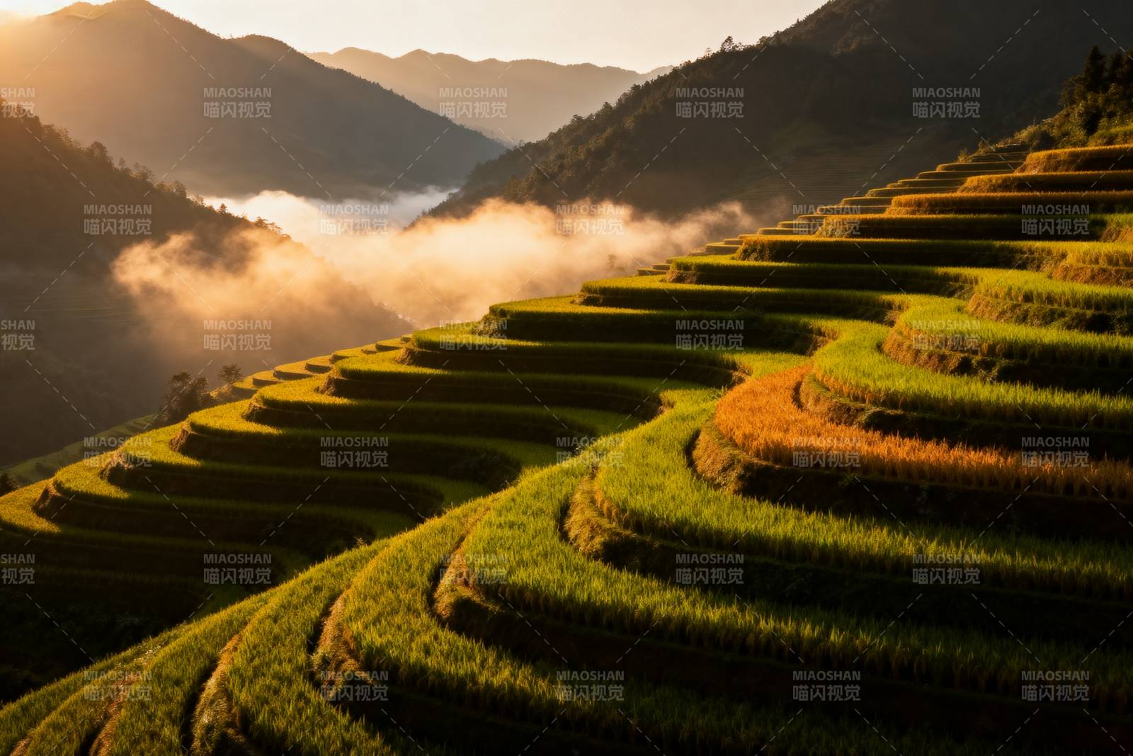 梯田晨曦图片