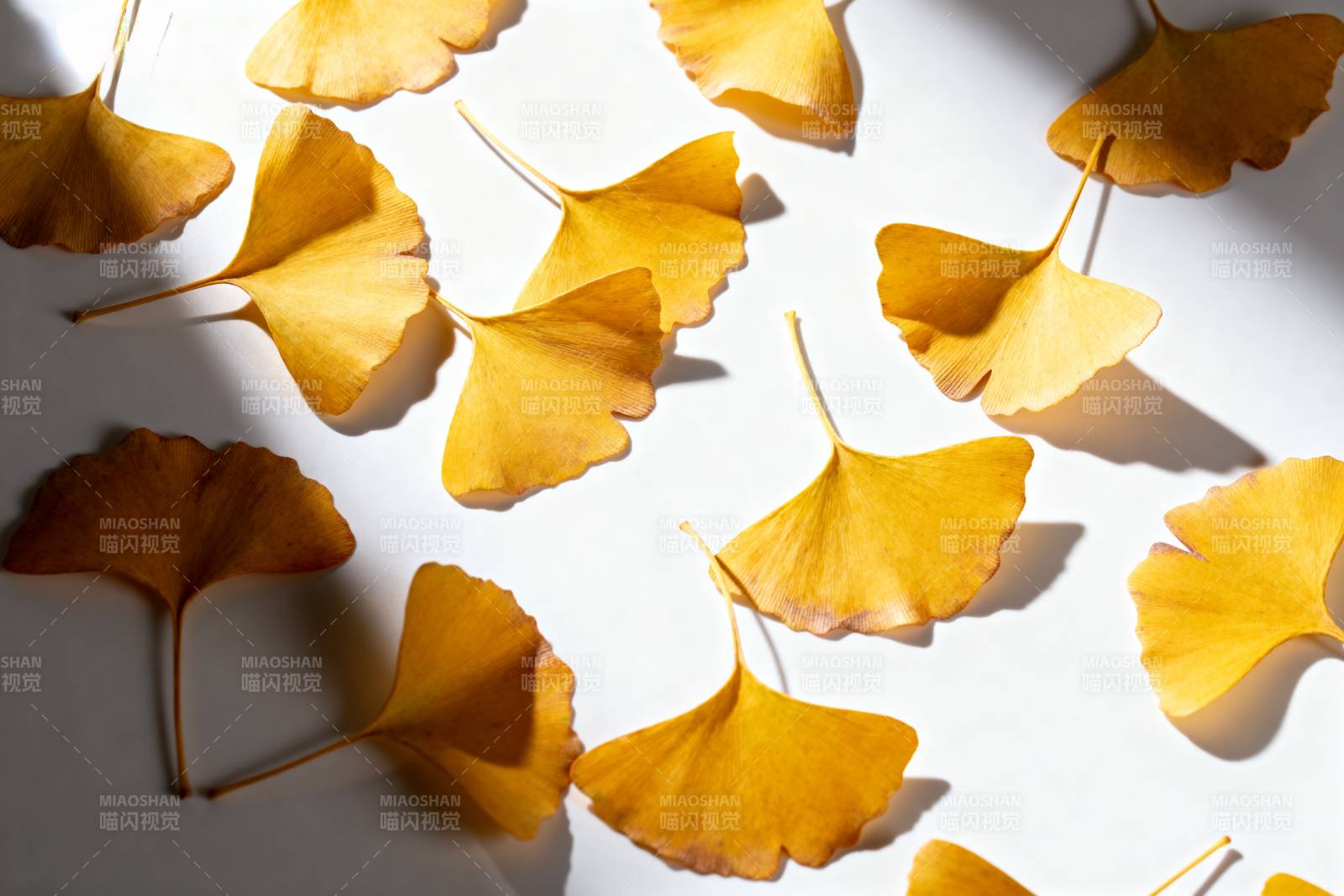 银杏叶的秋日静美图片