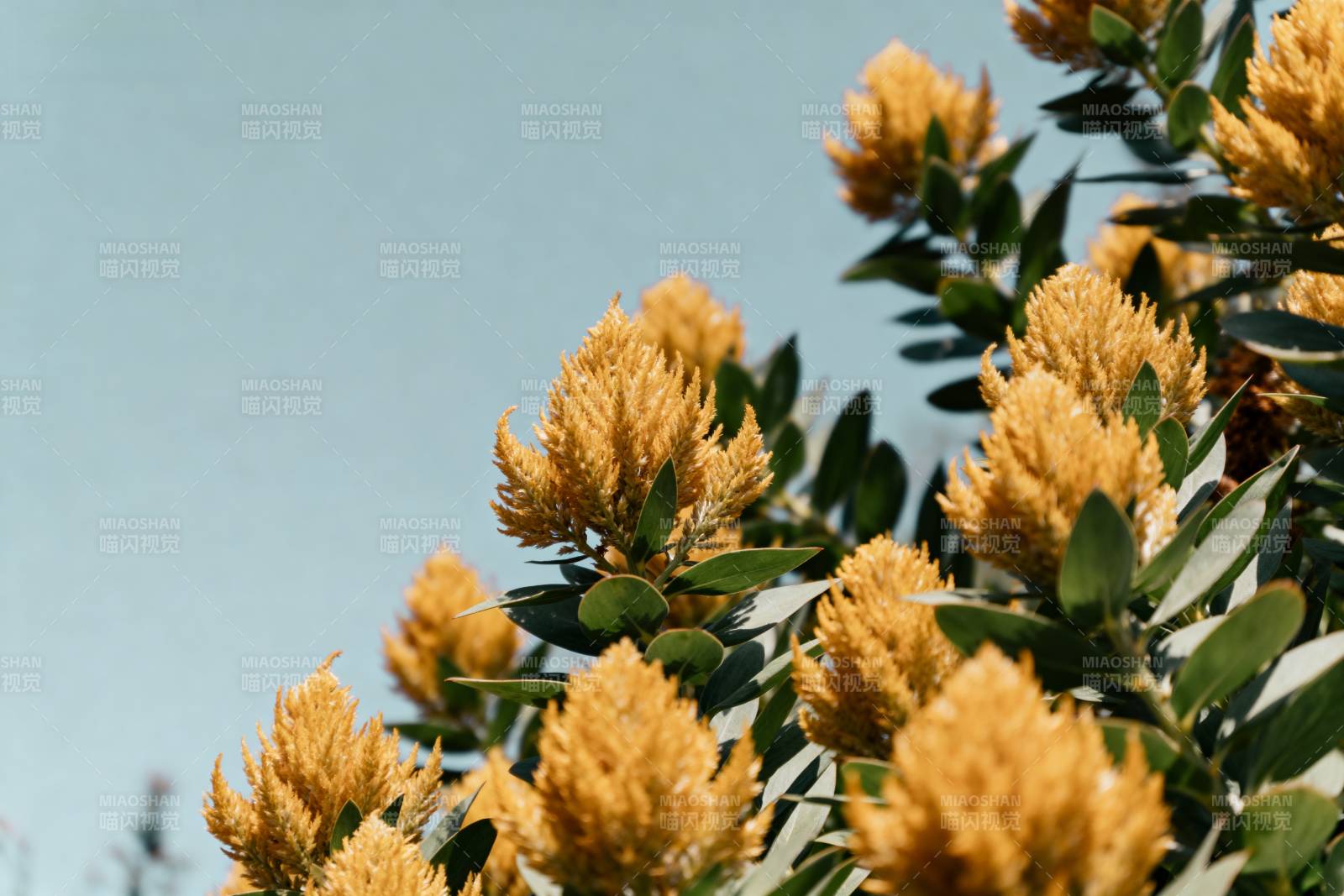 金花绽放枝头图片