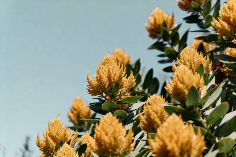 金花绽放枝头图片