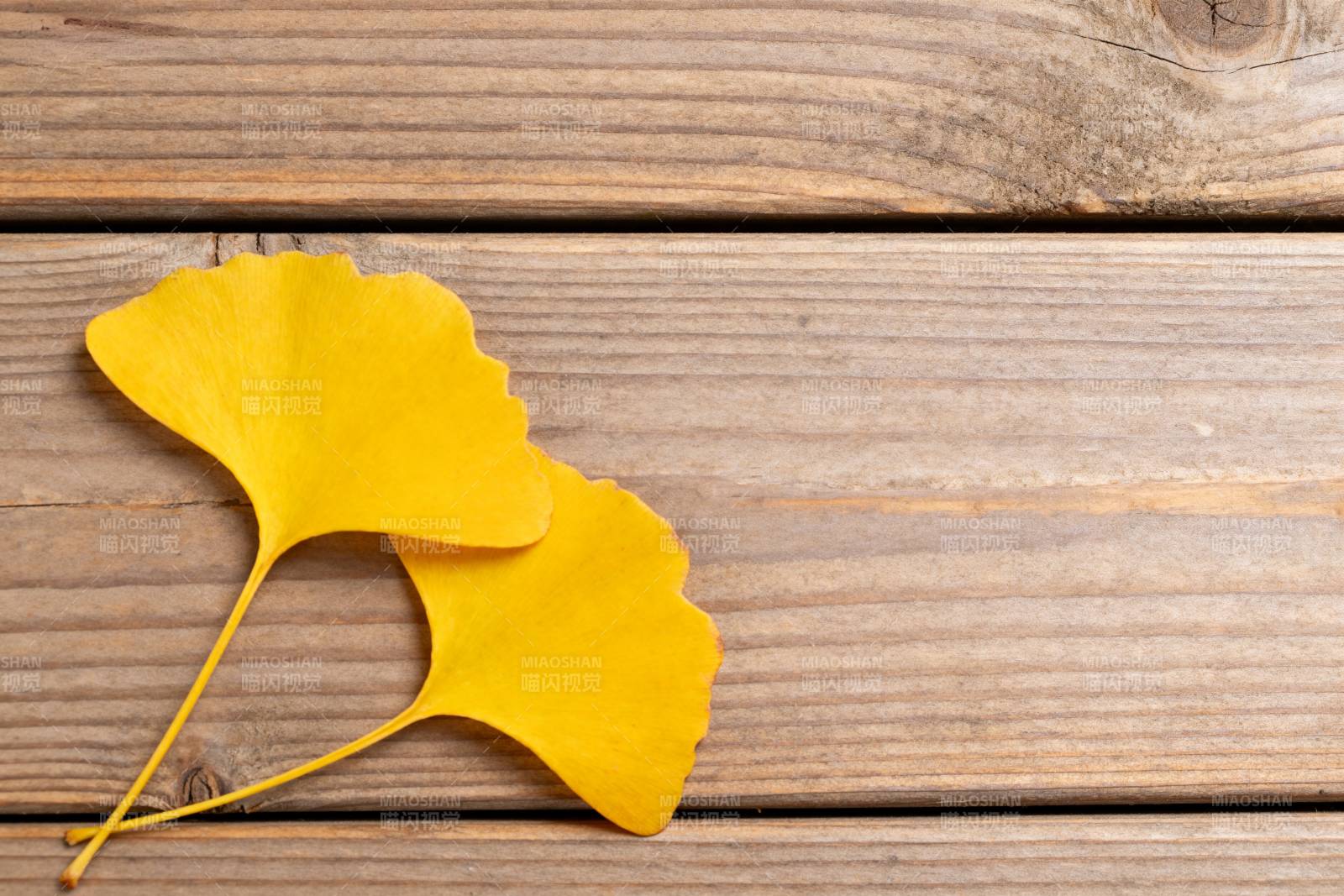 银杏叶秋意浓图片