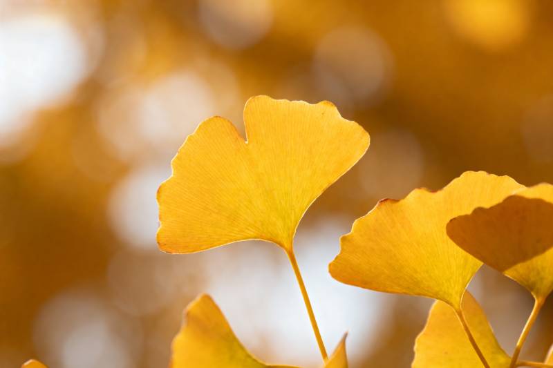 秋日银杏叶图片