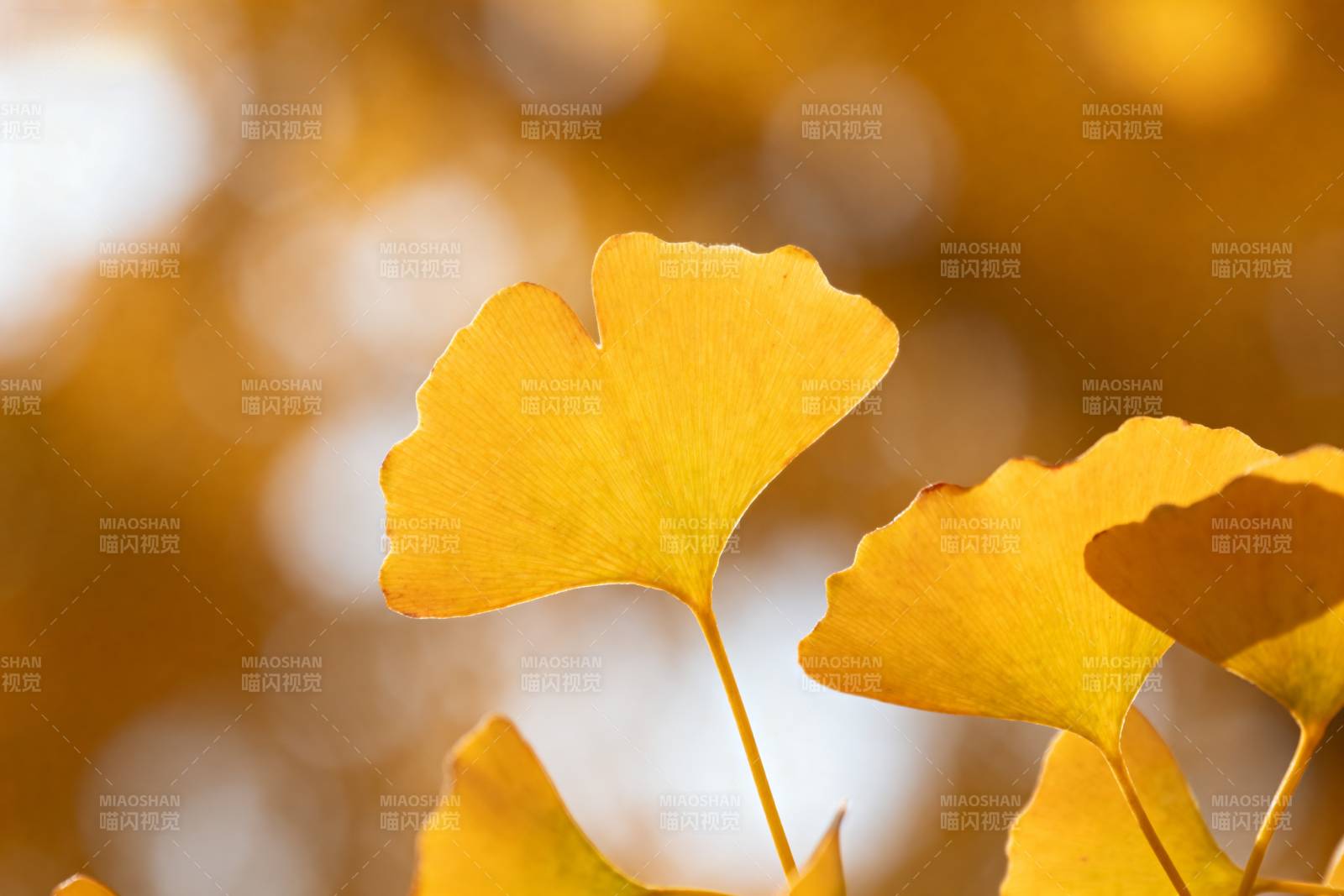 秋日银杏叶图片