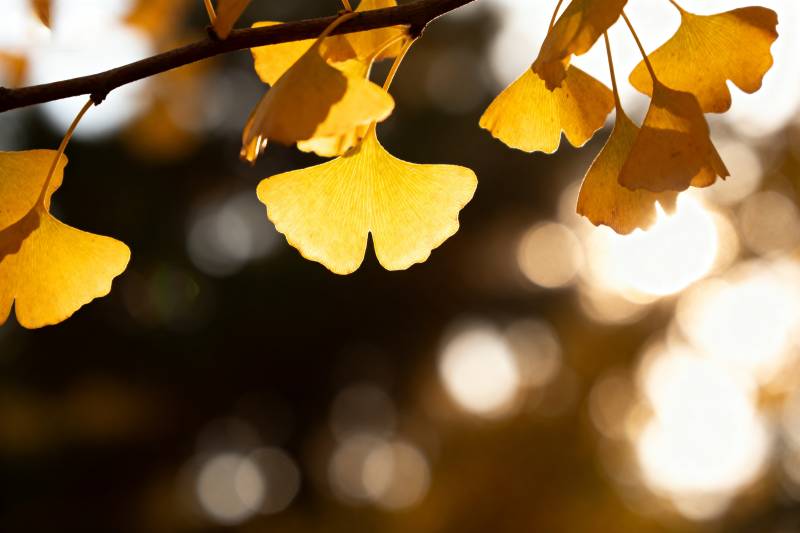 秋叶金黄 光影斑驳图片
