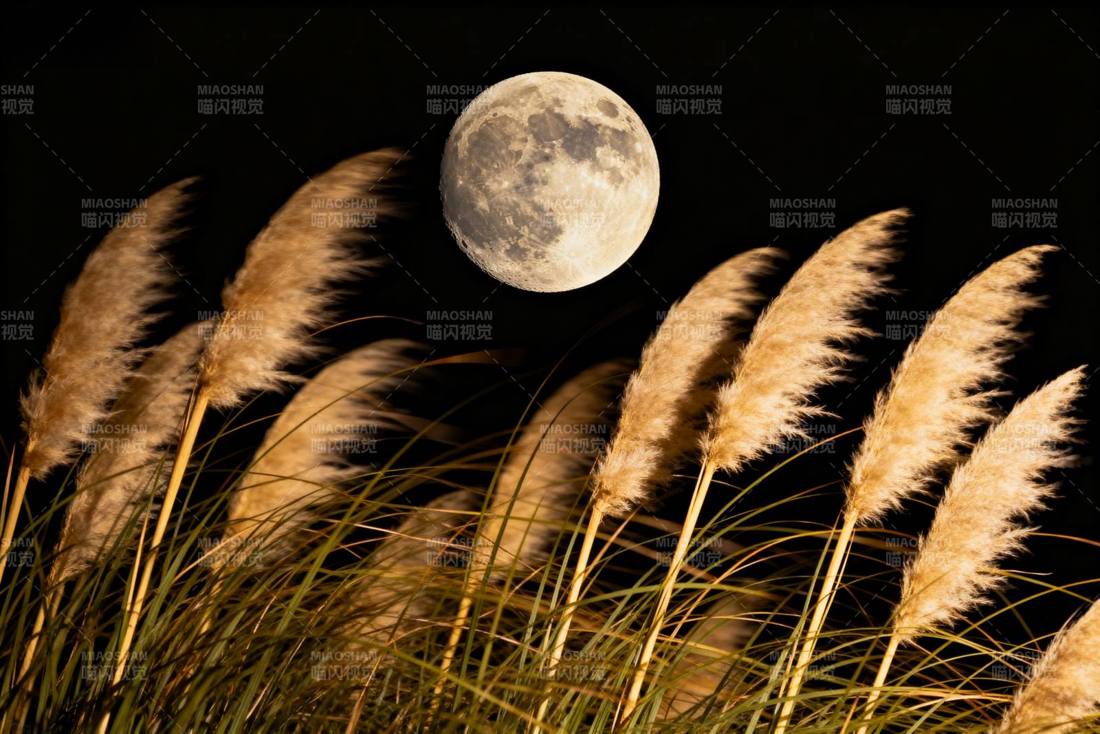 月夜芦苇图片