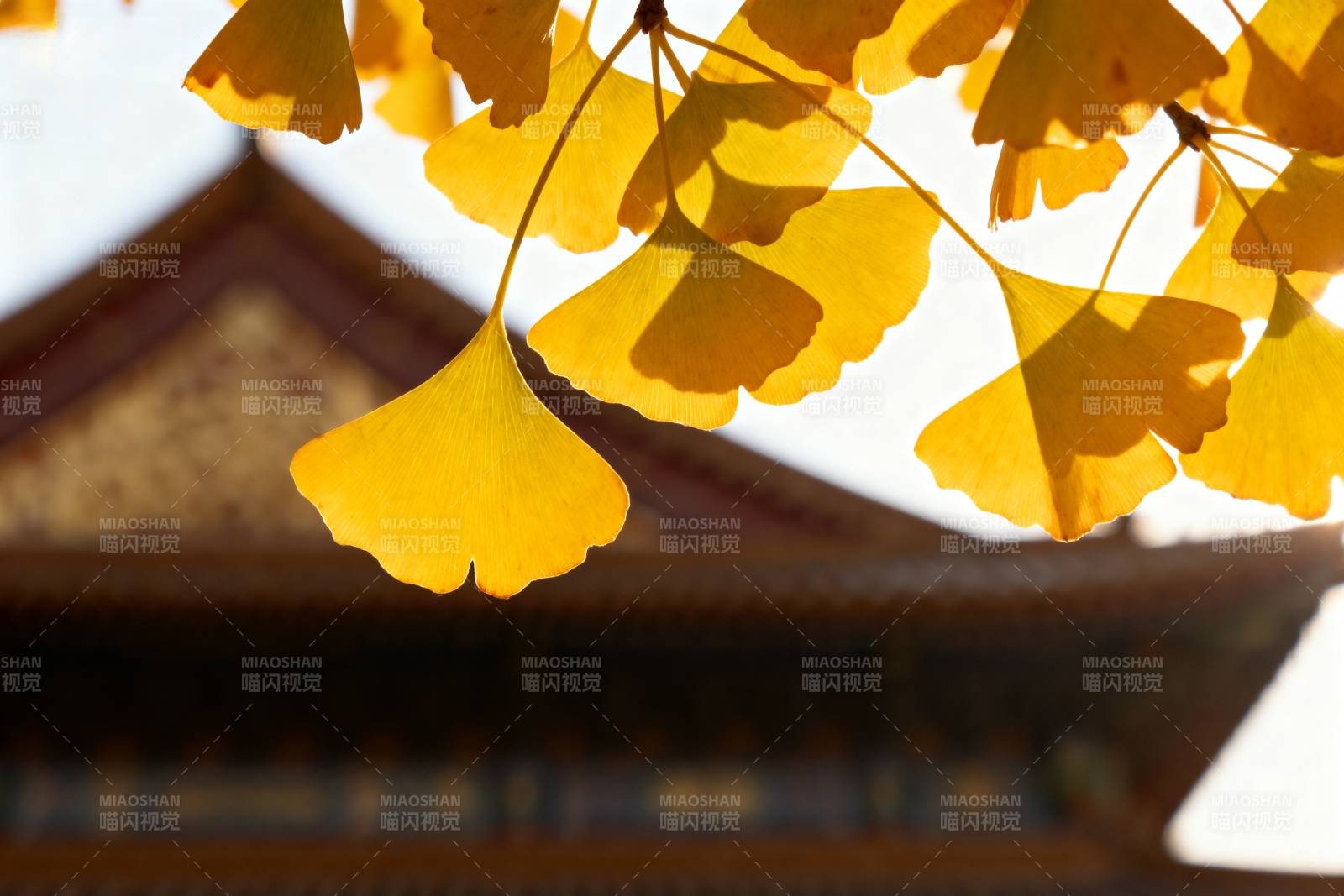 银杏叶映古建筑图片