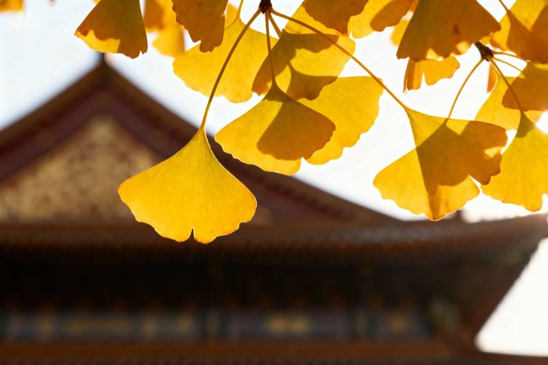 银杏叶映古建筑图片