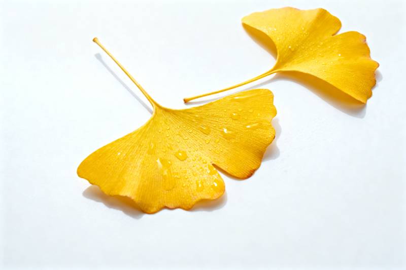 银杏叶静美图片