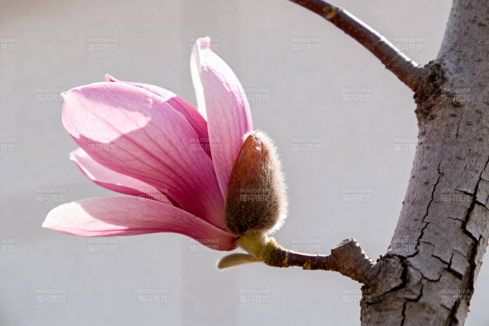 玉兰花绽放枝头图片