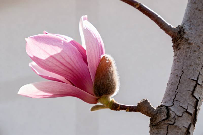 玉兰花绽放枝头图片