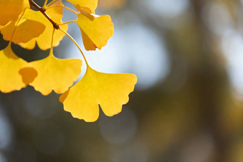 秋日银杏叶图片