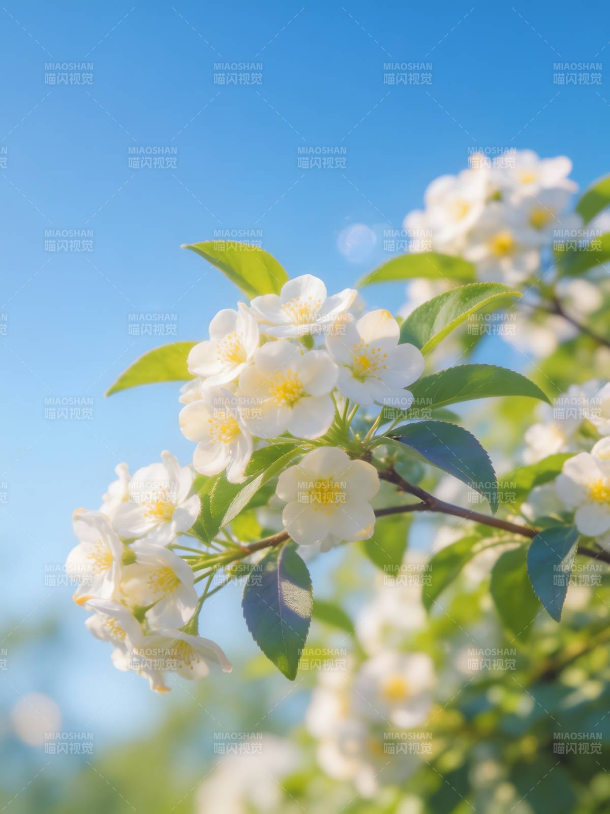 春日花枝绽放图片