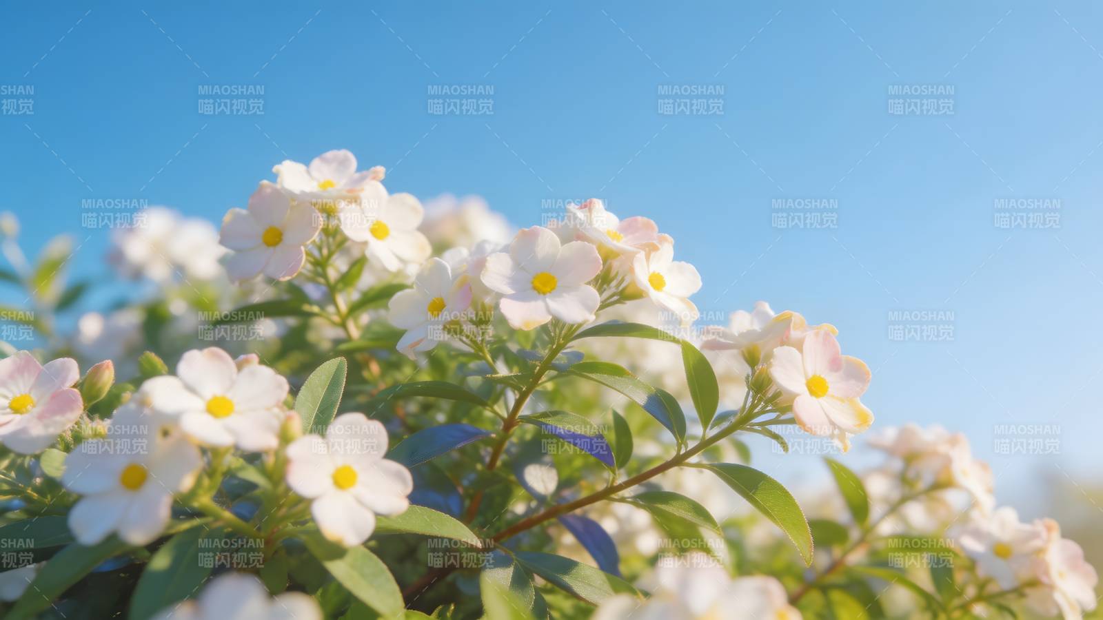 花海映蓝天图片