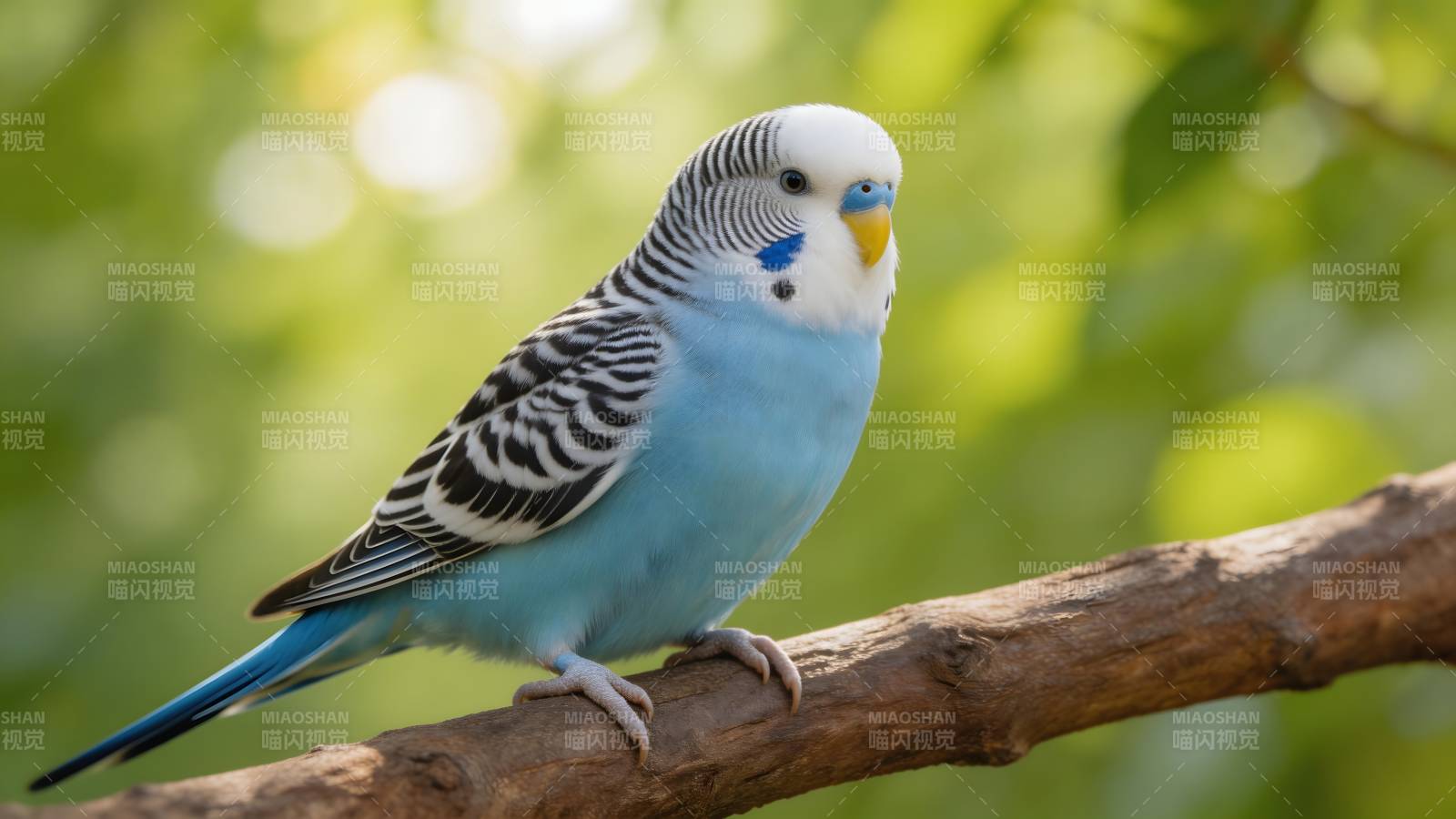 蓝鹦鹉栖息枝头图片